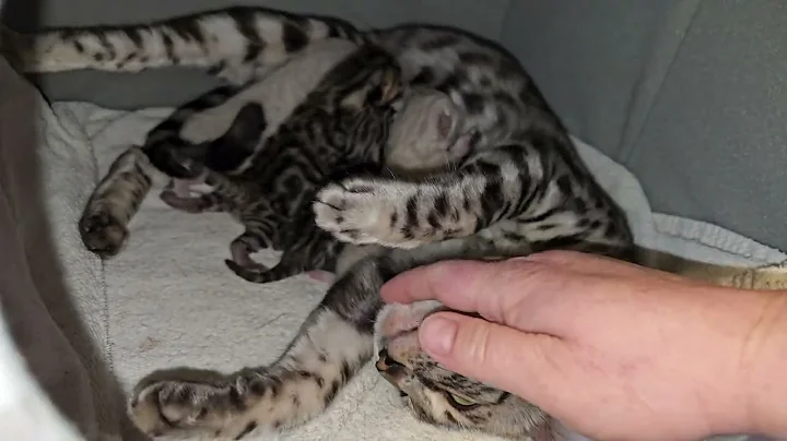 Watch the video about Newborn Litter of Bengal Kittens with their Mom
