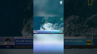 Orca takes down great white shark on camera