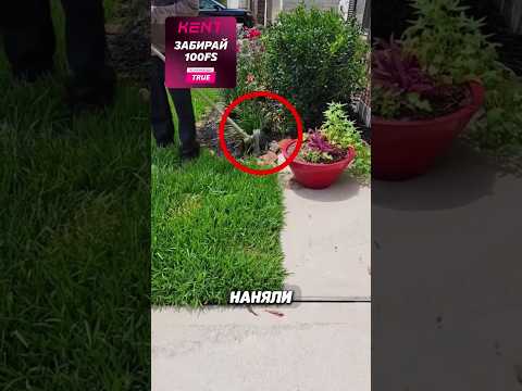 Идеальный садовник 😍 (🎥: @cyberlandscaping on TT)
