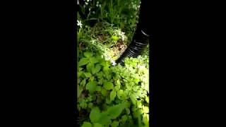 Crushing Forest Flowers 1