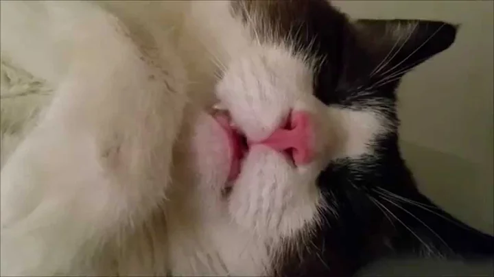 My dreaming Snowshoe Cat Sleep-talking!