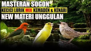 MASTERAN SOGON KECICI LURIK MIX KEMADEN DAN KENARI