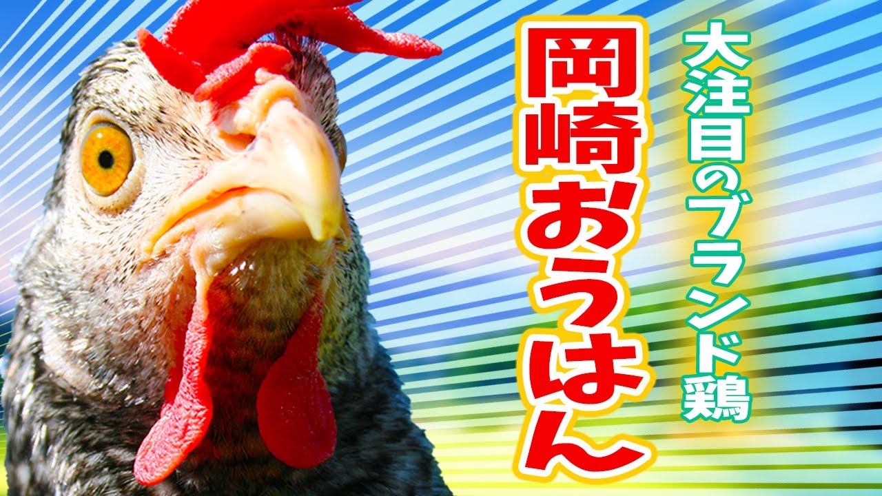 知ってる?岡崎生まれのブランド地鶏「岡崎おうはん」 YouTube 知ってる?岡崎生まれのブランド地鶏「岡崎おうはん」 YouTube