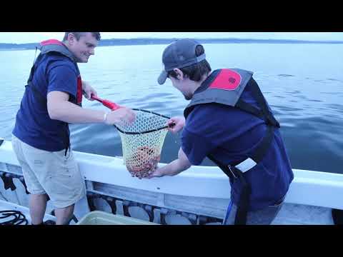 aquarium-rehabilitates-and-releases-giant-pacific-octopus-caught-as-bycatch