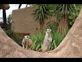 Do Meerkats Swing Their Tail