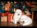 「絶対に笑う」あり得ないことをする犬★おもしろい犬のハプニング, 失敗画像集 #17