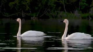 : Trumpeter Swan Song