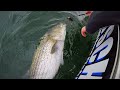 How to Catch Stripers with Eels. Simple Rigs and Methods YOU SHOULD KNOW! Chesapeake Bay.