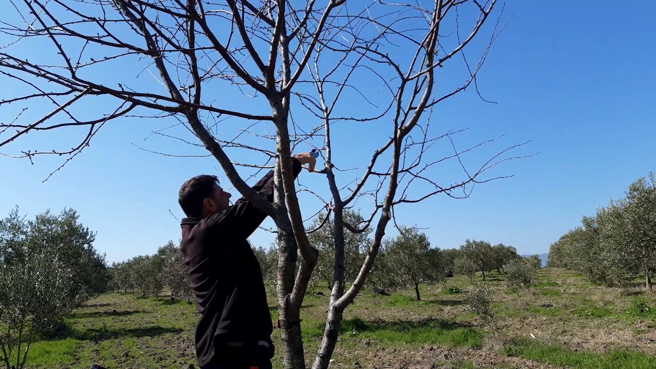 VİŞNE BUDAMA . hobi amaçlı meyve budama serisi