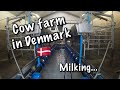 Cow milking in Denmark, pit's technologi. Дойка коров в Дании с ямы