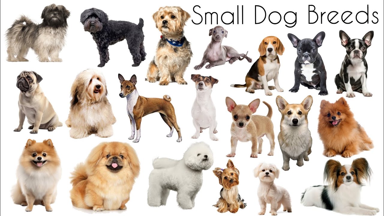 Small Dog Breeds | Small Dogs Name in English | Types of Small Dogs