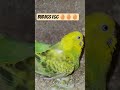 Budjigs Egg 🥚🥚🥚 #breeding #budgiebreeding #budgiebird #video #shorts