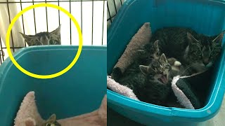 Mom Cat was so aggressive and scared who has feisty kittens