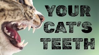 Cats Teeth Explained What You Should Know About Your Cats Mouth