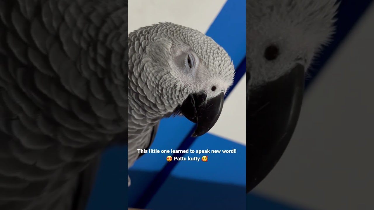 Talking parrot ? Smart African grey Bird talking Tamil word |  