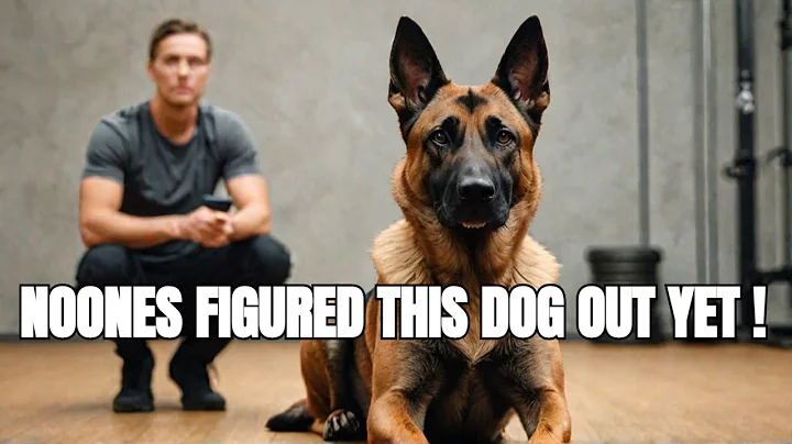 Why You Shouldn't Get A Belgian Malinois