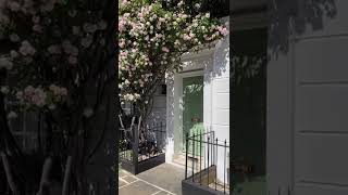 Rose season in London