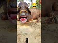 Cow videos 🤣😜🤣 #shorts #trending #cow #guru #goru #funny #animals