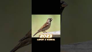 2023 Sparrow  vs 5000 bce Sparrow #viral #shorts #5000bce #edit#shorts #video #viral #foryo#trending