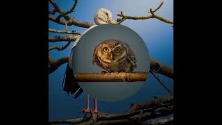 @Wildcall Salute to Legend Mr Satyajit Ray #birds #wildlife #nature #photography
