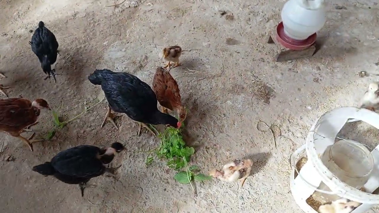 Pequenos detalhes q é bom saber da galinha tradicional balão 