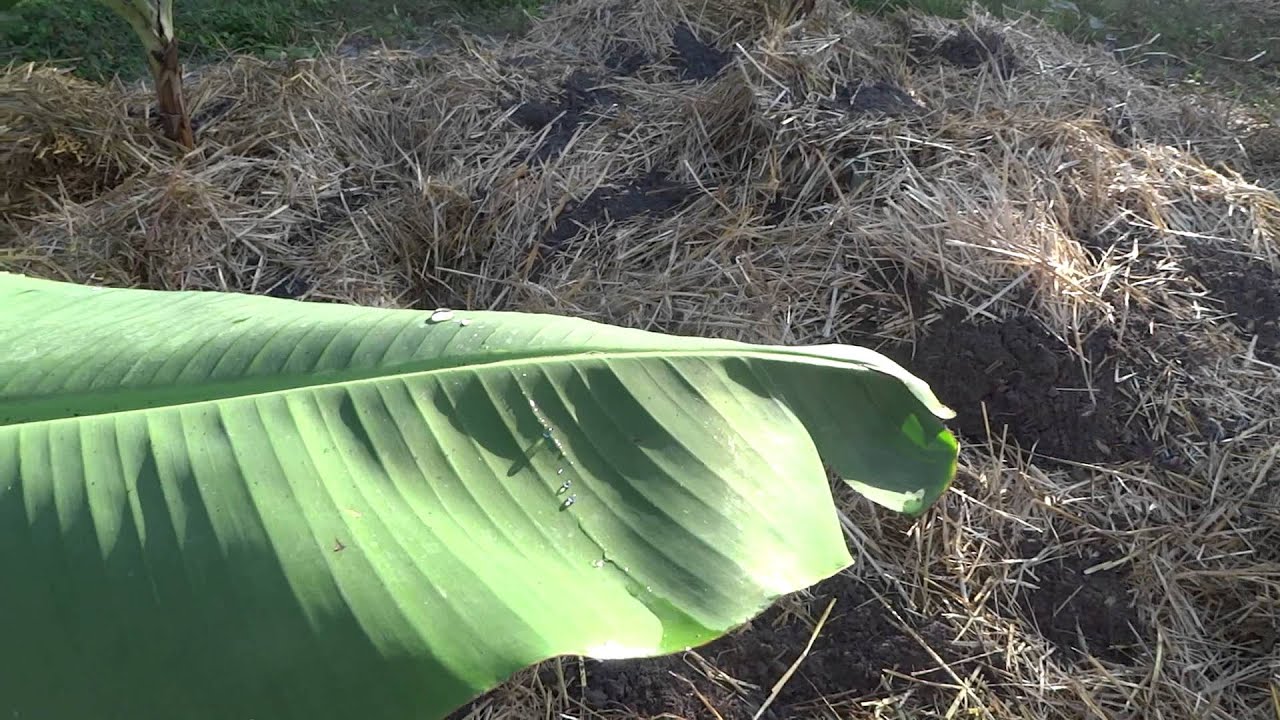 Compost Keeps Banana Plants Warm in Banana Circle YouTube