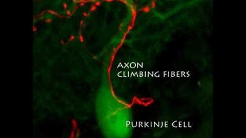 Visualizing Synapses