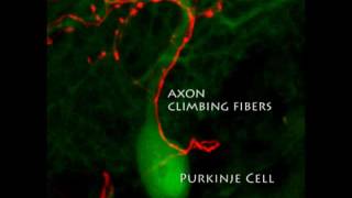 Visualizing Synapses