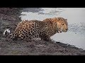 Djuma: Leopard-Tingana male comes to pan for a drink  - 17:09 - 10/23/19