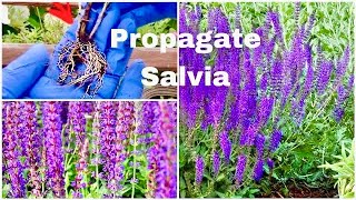 Easily PROPAGATE SALVIA. No mist. No rooting hormone needed.