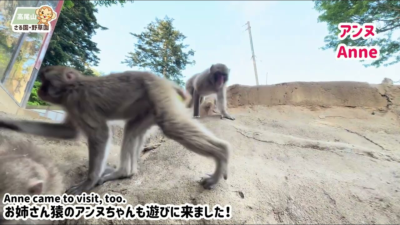 高尾山さる園】元気に遊ぶおちびーず - YouTube