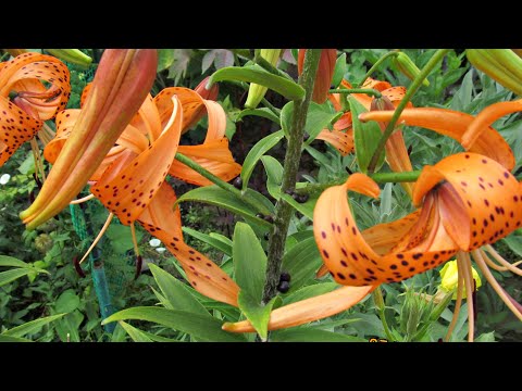 Видео: Поливане на лилии: колко често да ги поливате на открито през лятото? Обичат ли поливането? Как правилно да се полива по време на цъфтежа?