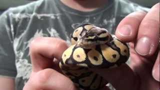 Growing The Ball Python Collection... (2/16/2010)