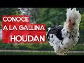 Gallina Houdan 🐔 Una hermosa raza de gallina moñuda