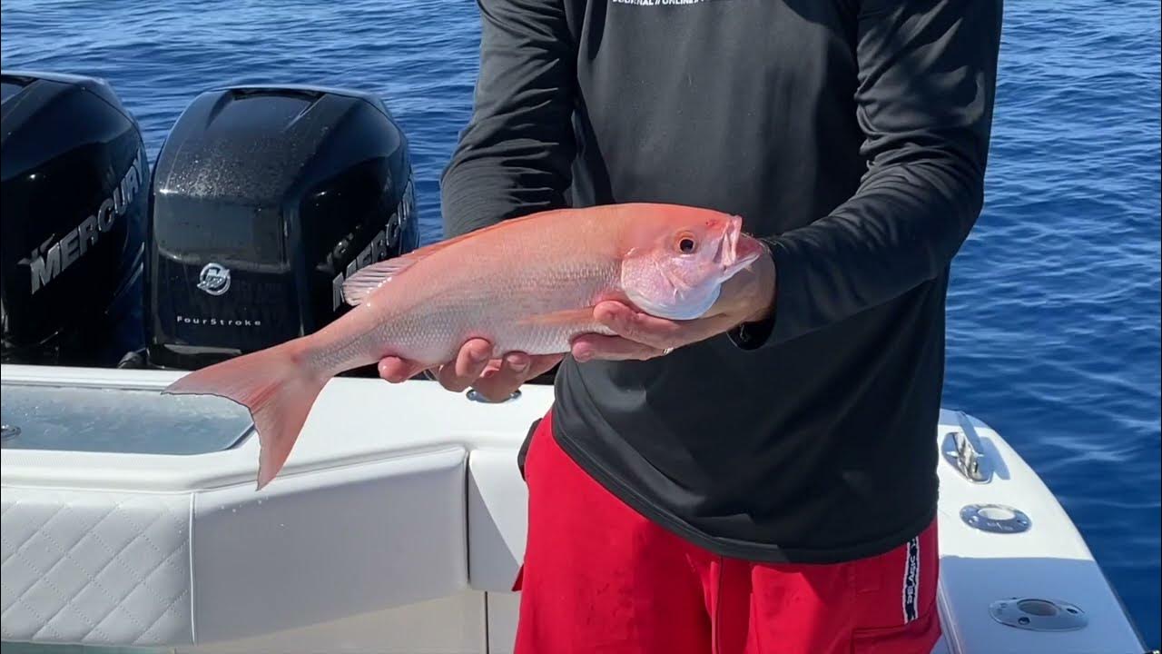 Vermilion Snapper Seminar - Florida Sport Fishing TV - Tips For Florida's  Most Underrated Snapper 