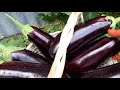 Баклажан Эпик🍆Ранний,неприхотливый и вкусный гибрид.