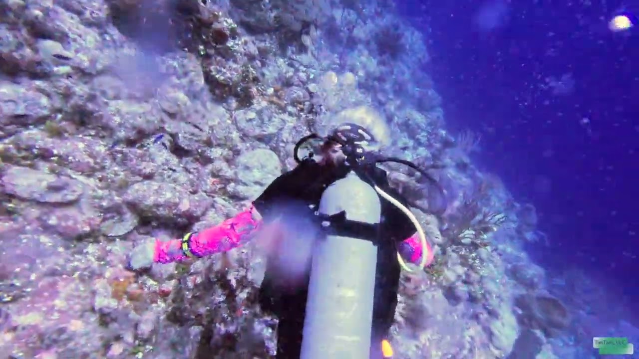 Diving in Turks and Caicos at Quarter Mile