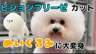 【トリミング】ビションフリーゼカット〜次はやるビションカットはぬいぐるみカット〜