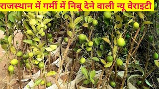 राजस्थान में गर्मी में निबू देने वाली न्यू वेराइटी||All time lemon farming|| lemon farming Rajasthan