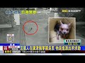 聰明汪星人！走失後自己到派出所報案@newsebc