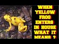 When a yellow frog enters in your house what does it mean 