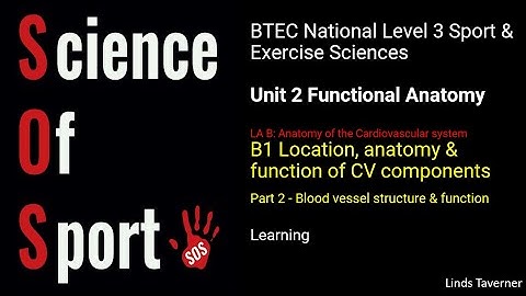 Unit 2 Functional anatomy - B1 Location, anatomy & function of CV components (Part 2) Blood vessels