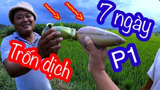 Thử Thách 7 Ngày Trốn Dịch Ngoài Đồng : Cá Khô Đồng , Ốc Nấu Bắp Chuối , Câu Ếch | Son Duoc Vlogs