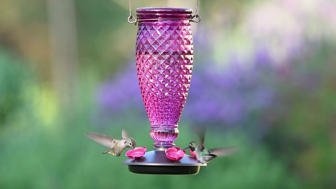 PerkyPet Diamond Wine TopFill Glass Hummingbird Feeder YouTube