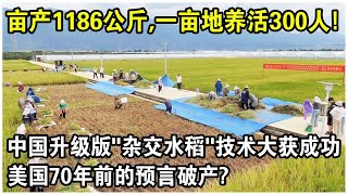 畝產突破1186公斤，一畝地就能養活300人！中國“升級版”雜交水稻技術大獲成功，打破美國70年前預言？