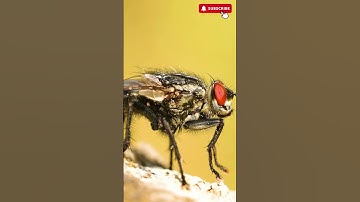 The Hidden Secrets of Flies: Tiny Creatures, Big Surprises! - Animal Kingdom