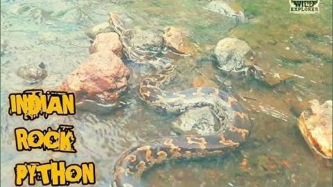 𝗜𝗡𝗗𝗜𝗔𝗡 𝗥𝗢𝗖𝗞 𝗣𝗬𝗧𝗛𝗢𝗡 Rescued and Realised into the wild