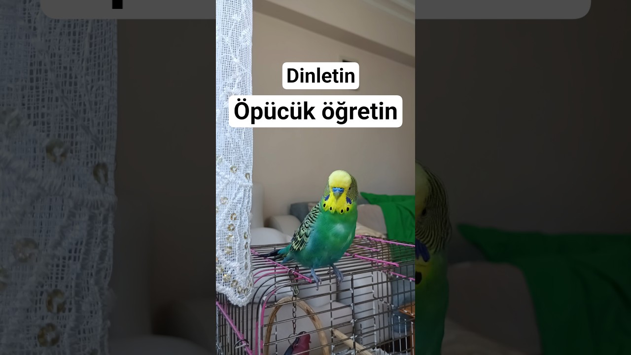 Öpücük Öpücük #muhabbetkuşu #talkingparot #birds #budgies #parrot #birdsong #lovebirds #birdsounds