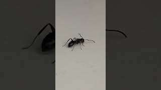 The ant looking 👀 for sugar in the kitchen! #short #ant #helen #helen \u0026 Jr. Vlog