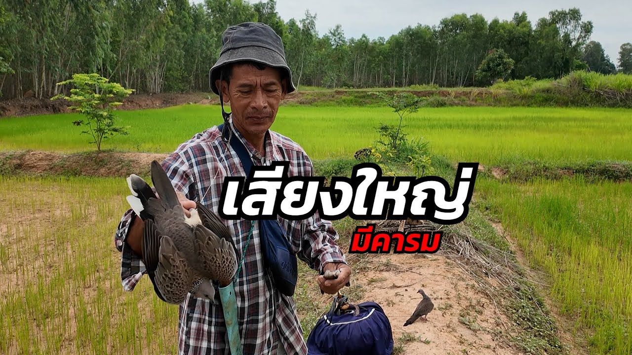 ต่อนกเขาใหญ่ กับนกป่าเสียงใหญ่เบิ้มๆ เจ้าทีเด็ดสายล่า จัดให้เป็นแต้มที่2